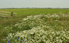 Anthonie Stip Graslandbeheer Friesland - primair