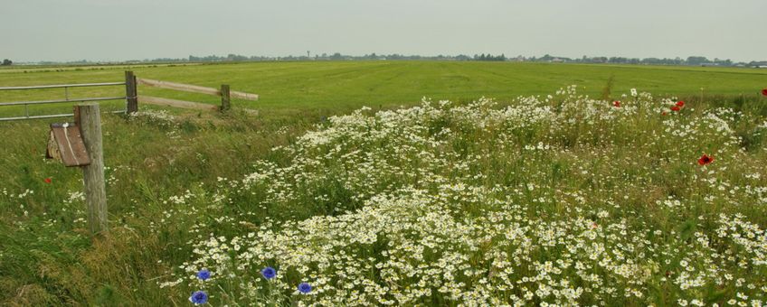 Graslandbeheer Friesland - primair