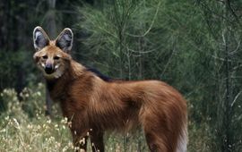 Martin Harvey, WWF Manenwolf