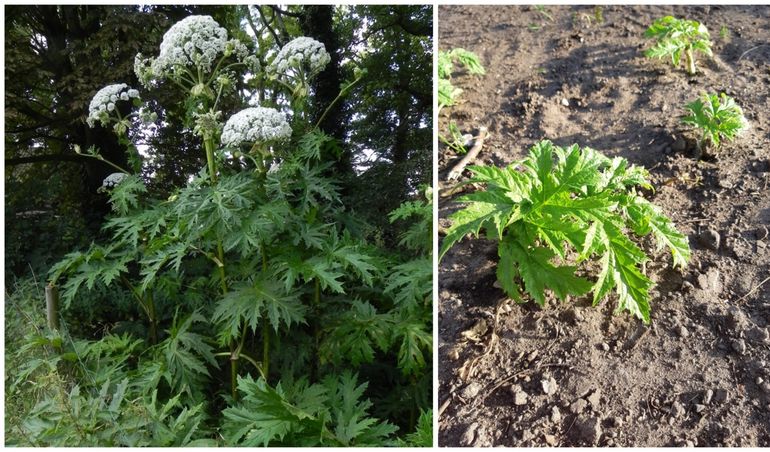 Reuzenberenklauw; rechts: jonge planten