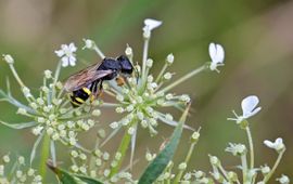 Ectemnius continuus