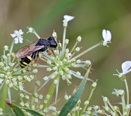 Ectemnius continuus