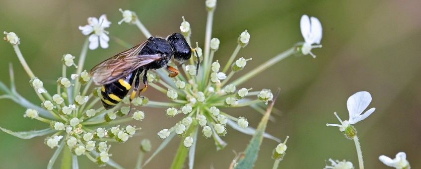 Ectemnius continuus