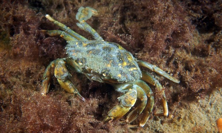 Veel in zee levende dieren sparen hun krachten tijdens kou. De Strandkrab (Carcinus maenas) zit nu meestal verborgen tussen stenen, wier of in de bodem