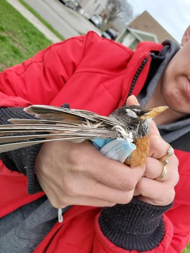 Amerikaanse roodborst verstrikt in een mondkapje