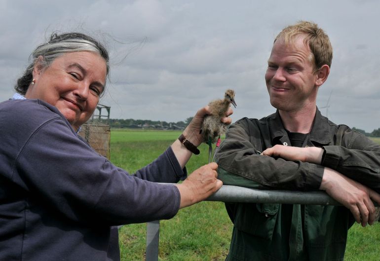 Astrid Kant en Willem van Hemert op de Achterkade met een net geringde, jonge grutto