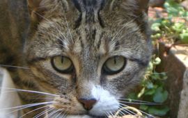 Lxowle Kat en muis. GNU-licentie