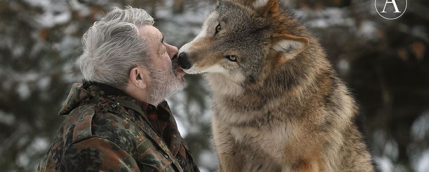 Wolf op het ruiterpad