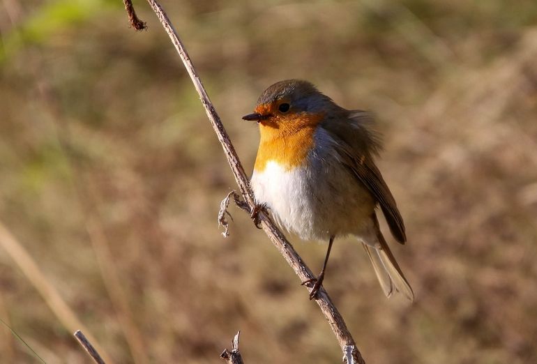 Luister naar het liedje van de roodborst