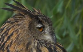 Bubo bubo, Oehoe. Foto: Saxifraga-Martin Mollet. http://www.freenatureimages.eu