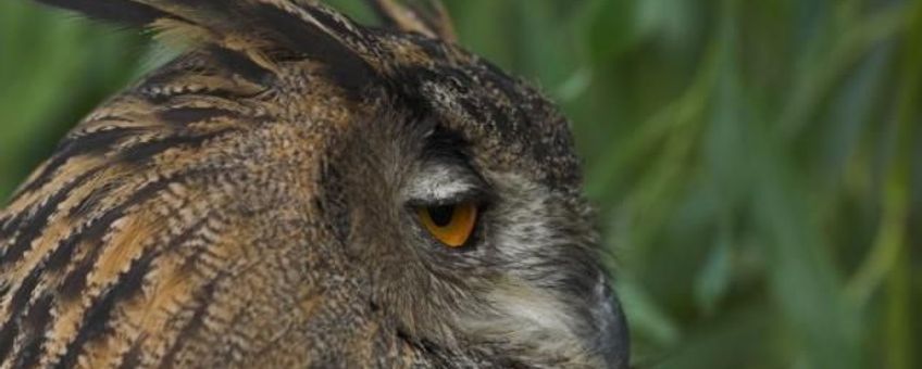 Bubo bubo, Oehoe. Foto: Saxifraga-Martin Mollet. http://www.freenatureimages.eu