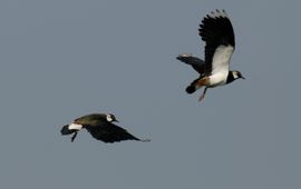 Piet Munsterman, Saxifraga Vanellus vanellus. Kievit