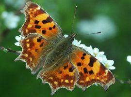 Polygonia c-album. Gehakkelde aurelia