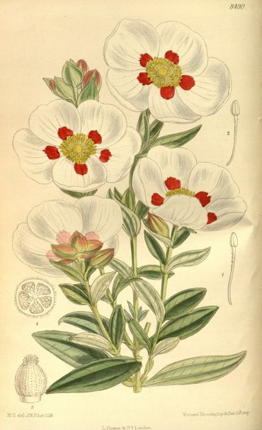 Cistus × stenophyllus (synoniem Cistus × loreti) (= Cistus ladanifer × Cistus monspeliensis)