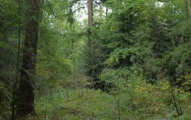 Bosgroepen Vitaal bos