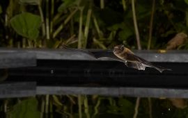 Gewone dwergvleermuis boven tuinvijver