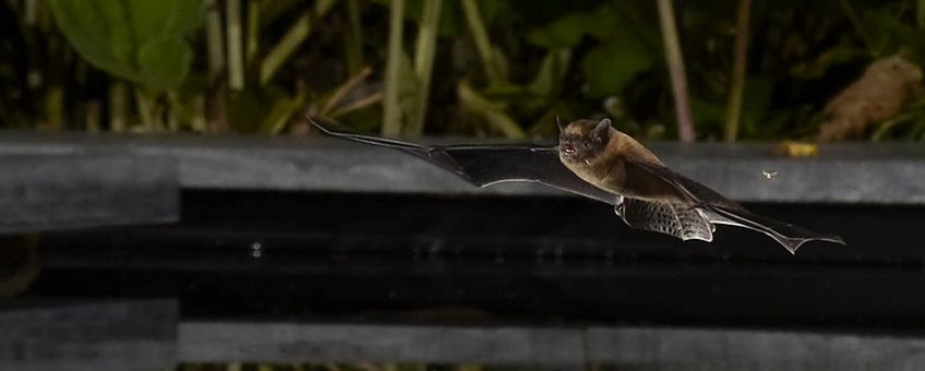 Gewone dwergvleermuis boven tuinvijver