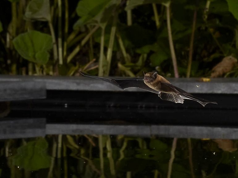 Gewone dwergvleermuis boven tuinvijver