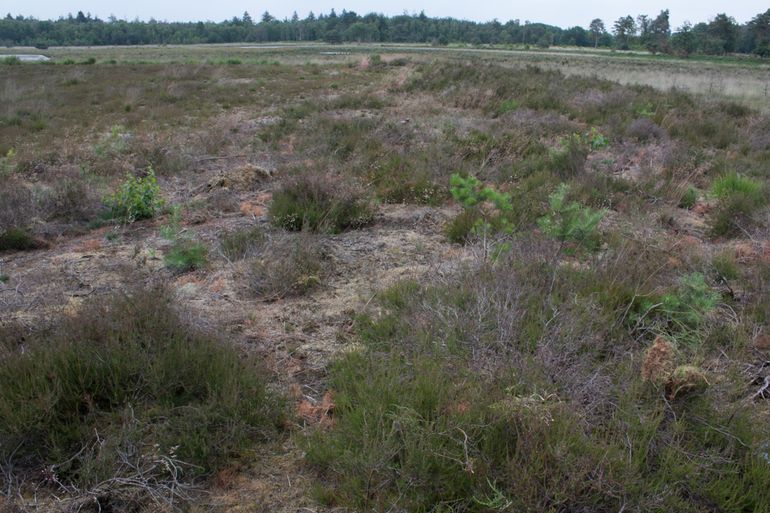 Niet-geplagde heide, Groote Heide