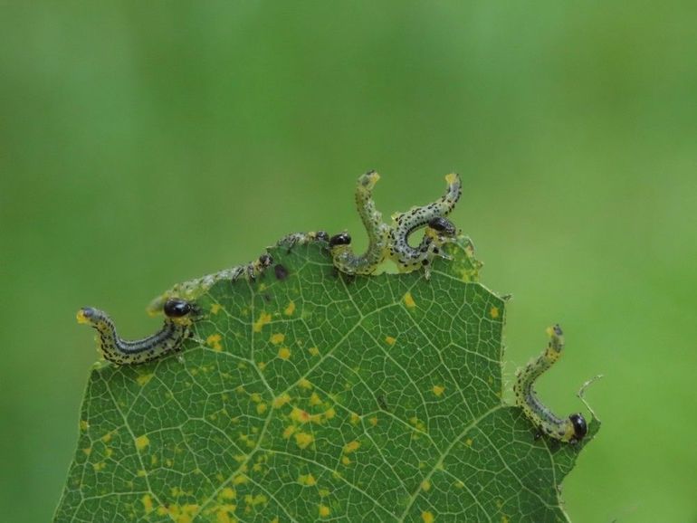 Bladwesplarven worden vaak verward met vlinderrupen