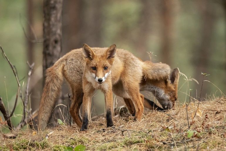 Jonge vossen gaan binnenkort op zoek naar hun eigen leefgebied