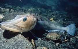 Doug Allan Ijsvis (Chaenocephalus aceratus).