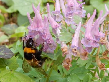 EIS Kenniscentrum Insecten en De Vlinderstichting zijn bezig met de opzet van een hommelmeetnet