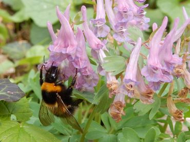 EIS Kenniscentrum Insecten en De Vlinderstichting zijn bezig met de opzet van een hommelmeetnet