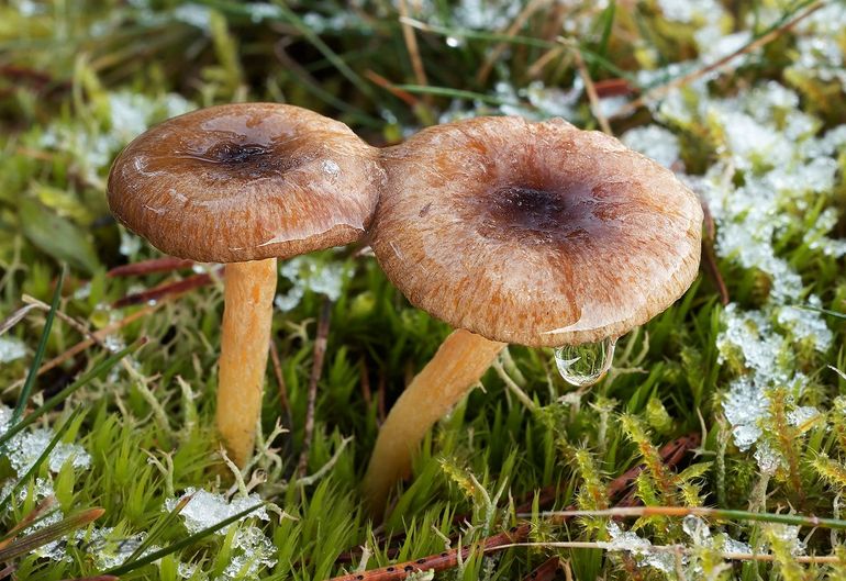 Bruine dennenslijmkoppen in de winter