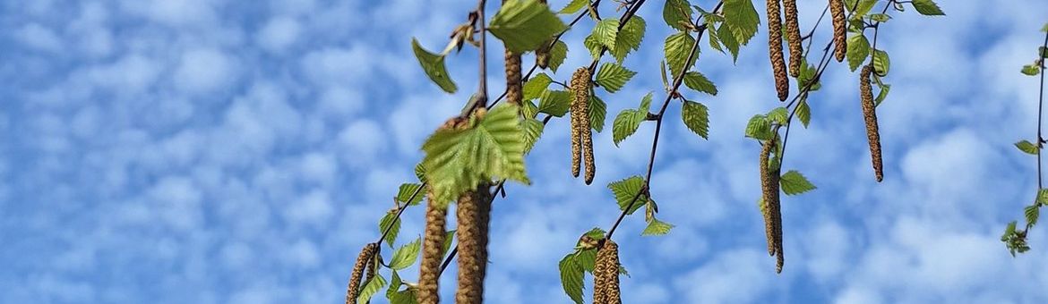 Berk in bloei