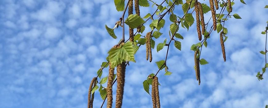 Einde berkenpollenseizoen en graspollenseizoen begint