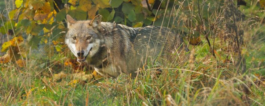 Wolf VOOR EENMALIG GEBRUIK