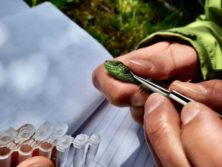 Precisiewerk: voorzichtig worden alle teken van de hagedis verwijderd en individueel bewaard voor de PCR-analyse