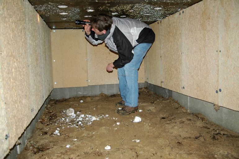Vleermuistelling in nieuwbouwkelder in Amersfoort