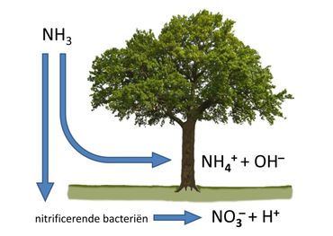 Ammoniak werkt op boomschors ontzurend, terwijl het in de bodem verzurend werkt. Minder zure schors zorgt voor een verandering van de korstmosbegroeiing op bomen