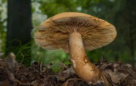 Lariksridderzwam, Tricholoma Psammopus