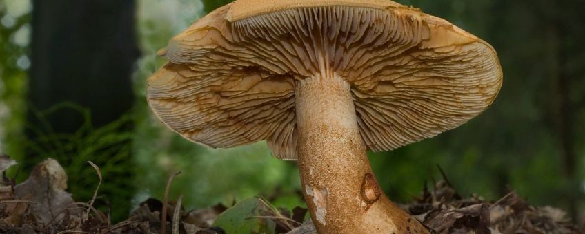 Lariksridderzwam, Tricholoma Psammopus