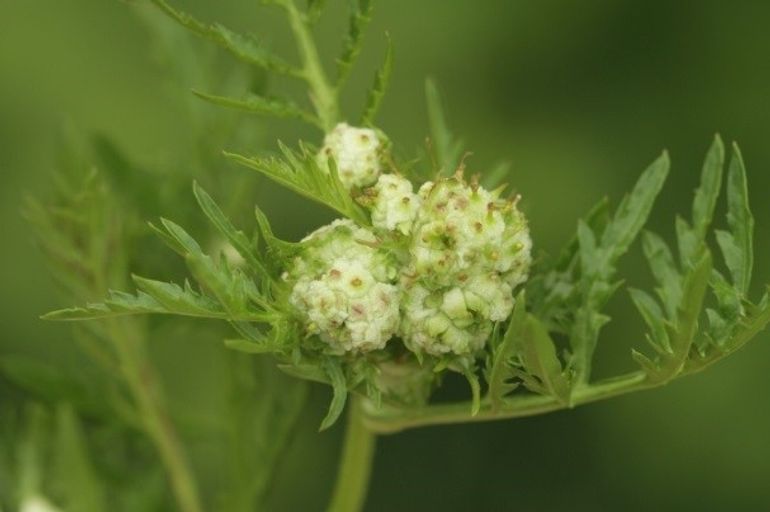 Larven van de gewone kruisbloemgalmug (Dasineura sisymbrii) zorgen voor vergroeiingen van de bloemen van kruisbloemigen, zoals hier op moeraskers (Rorippa sylvestris)