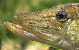Jelger Herder Snoek
