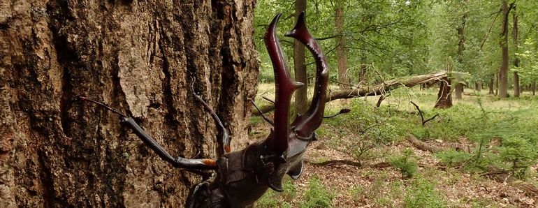 Vliegend hert man in biotoop