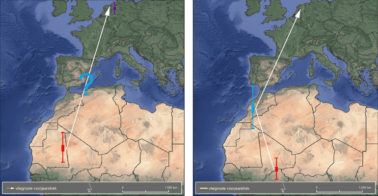 Vliegroutes gekraagde roodstaart.