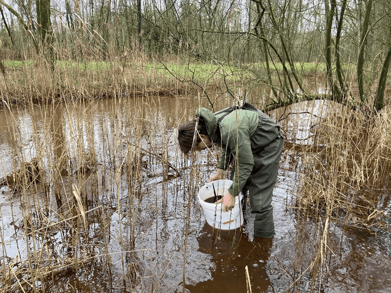 Uitzetten van larven van de bruintiphaft in de Groote Beerze