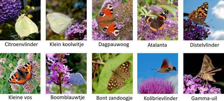 Wat vlinders die je in je tuin aan kunt treffen
