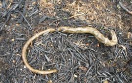 Annemarie van Diepenbeek hazelworm