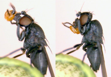 Pollinating fly of the parachute plant Ceropegia sandersonii. The fly is trying to groom off the two pollen packages clipped to its proboscis