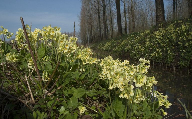 De pastelgele bloemen zijn te zien tot en met april