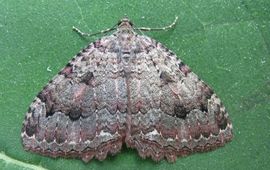 Vlinderstichting Grote Boomspanner