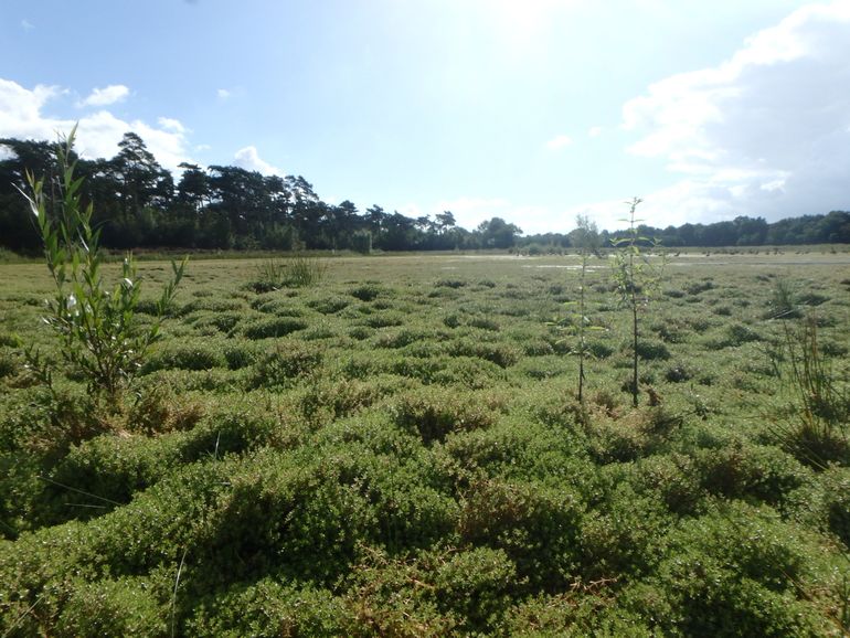 Een wetland waarbij watercrassula volledig domineert