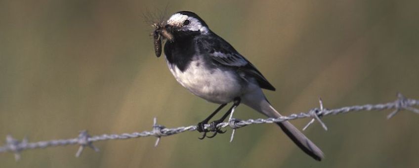 Motacilla yarrellii, Rouwkwikstaart, Saxifraga-Piet Munsterman, http://www.freenatureimages.eu/