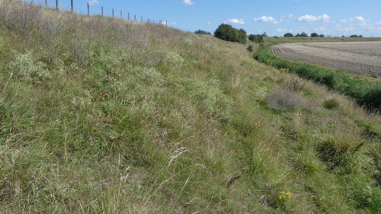 Karakteristieke planten- en insectenrijke binnendijk, ook wel slaperdijk genoemd